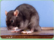 rat control Willesden Green