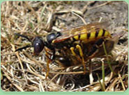 wasp control Willesden Green